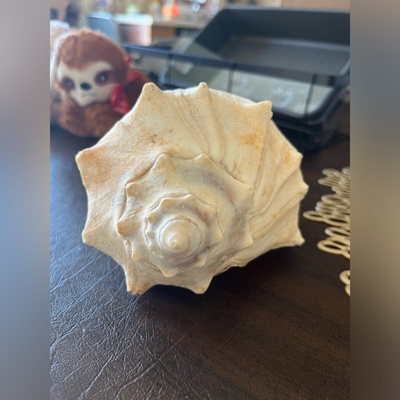 CONCH SHELL - Picture 7 of 8